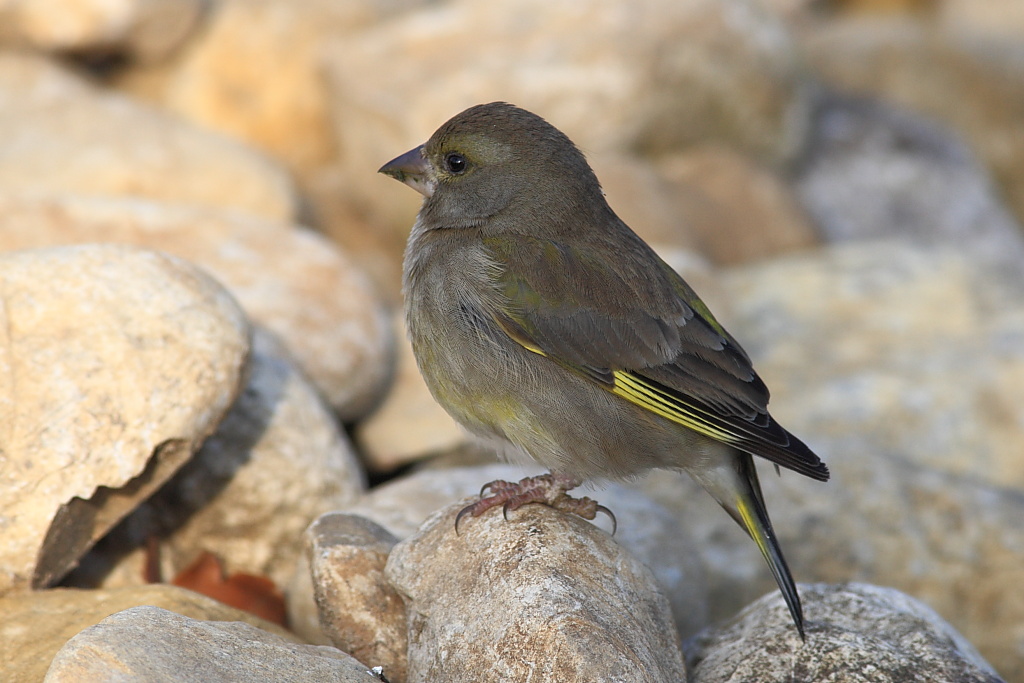 Verdone (Carduelis chloris)