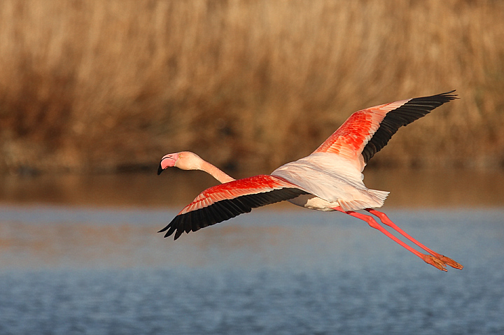 DECOLLO..............