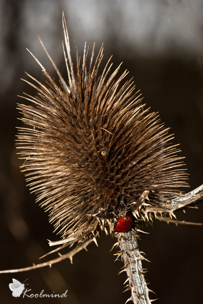 Coccinella sulle spine