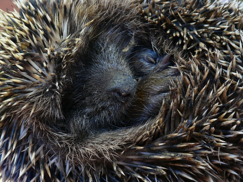 T'ho detto che stasera non esco