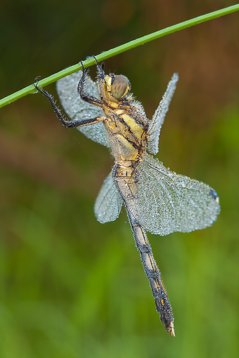 Orthetrum albistylum (femmina)