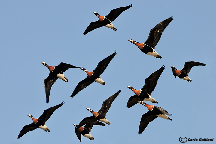 La mitica oca collorosso