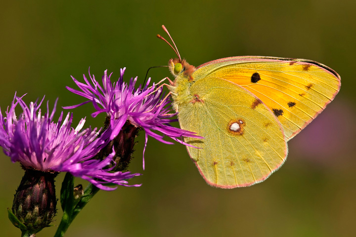Colias crocea