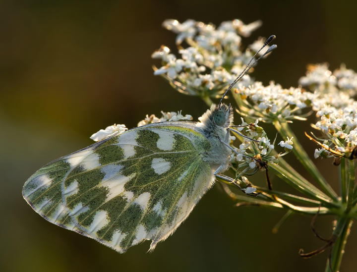 Tra ombre e trasparenza