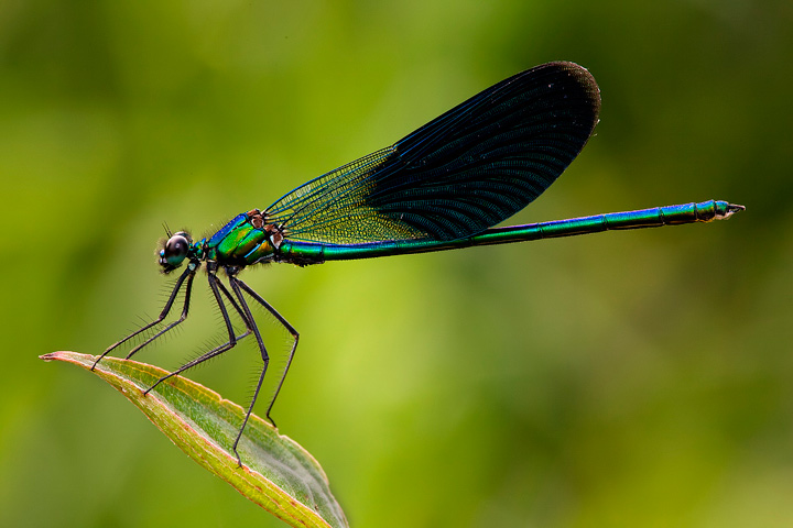 Calopteryx splendens