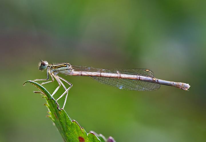 Platycnemis pennipes