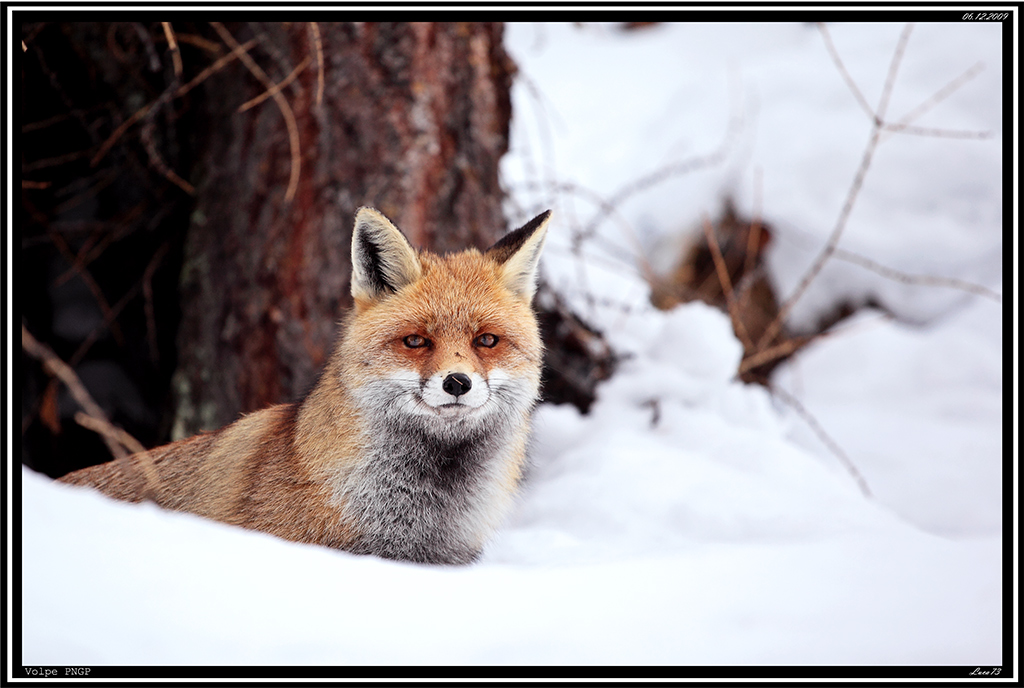 Volpe PNGP # 33