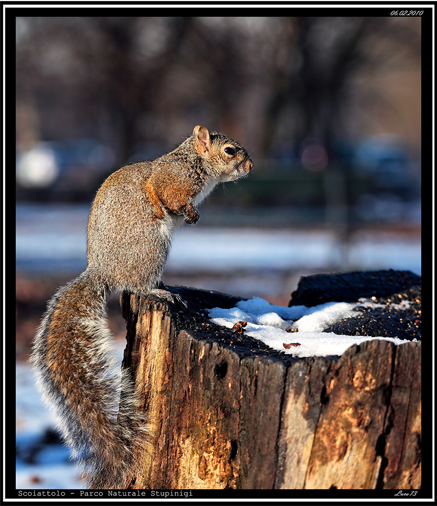 Scoiattolo # 18
