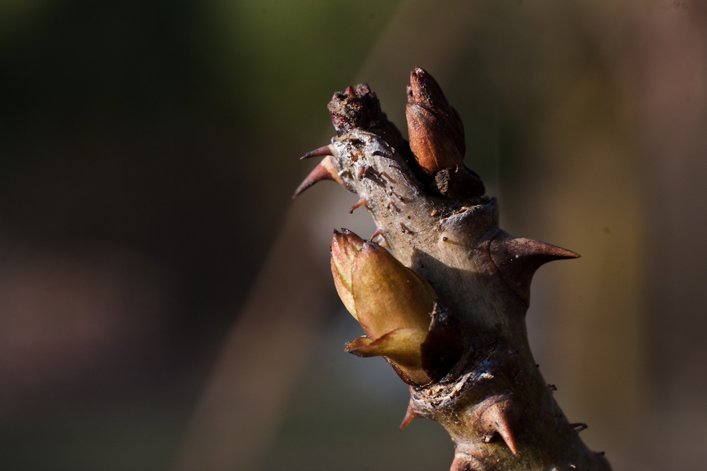 Primavera in arrivo?