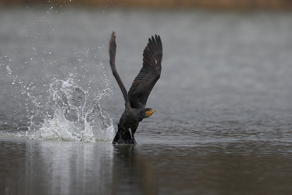 Cormorano al decollo