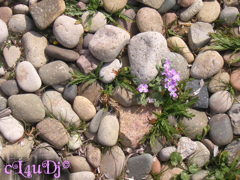 *LiTtLe ThInGs ThAt I lOvE*