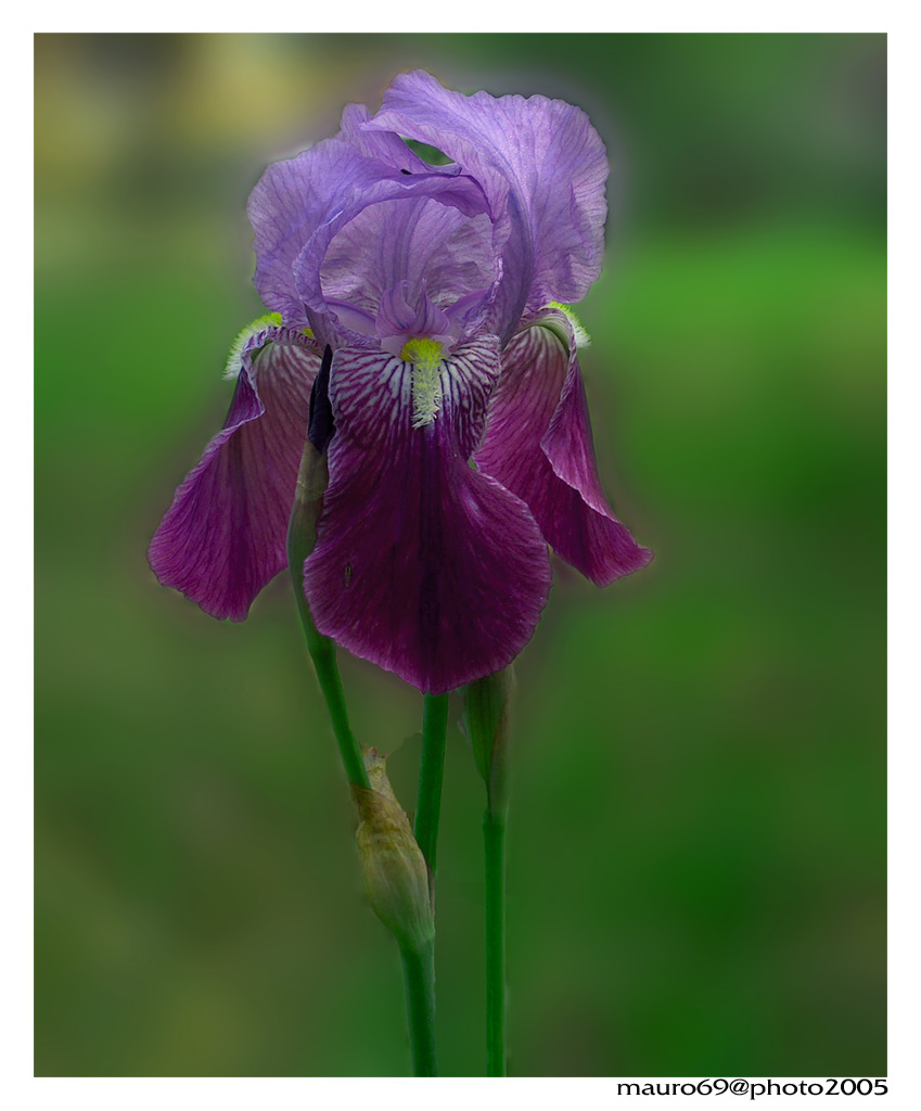 iris