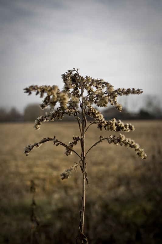 seconda prova 18-55 eos1000D