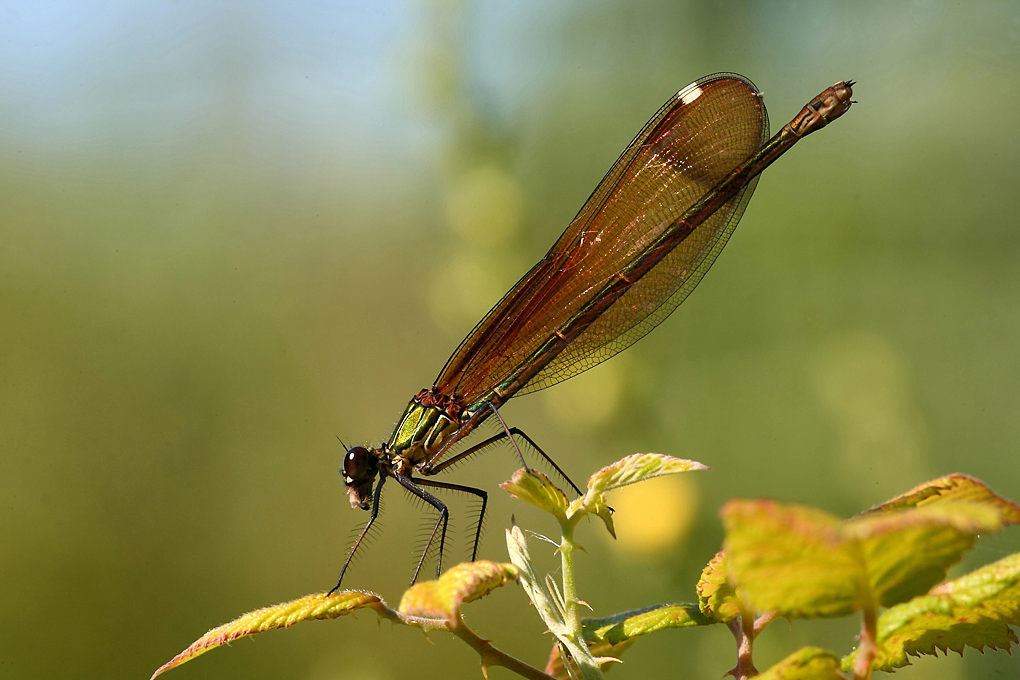 ...Un Veloce Spuntino...!!!
