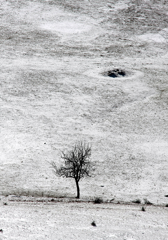 albero silente