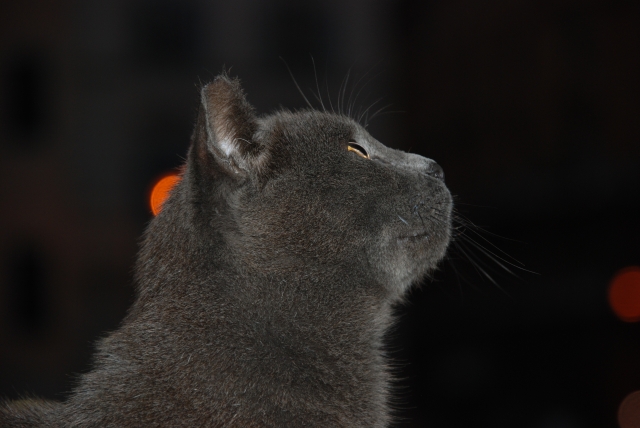 Gatto che osserva il men�....