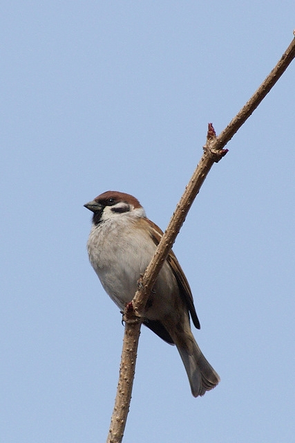 Sparrow
