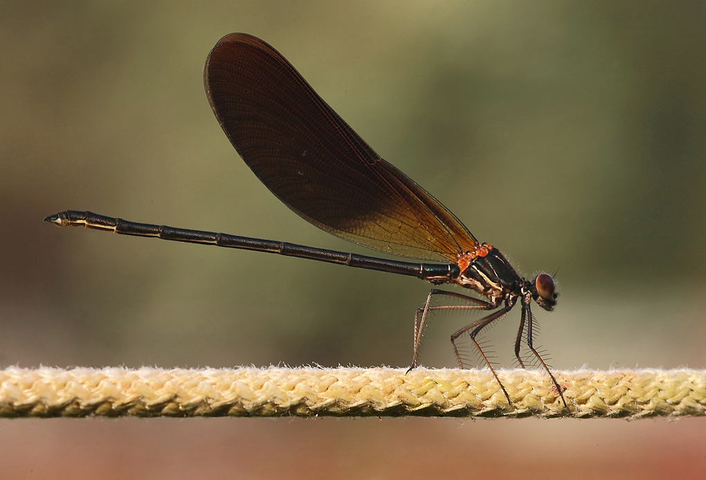 ...Stare Sulle Corde...!!!