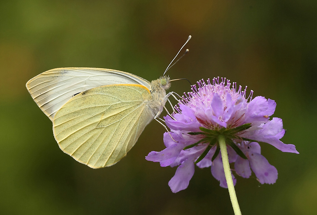 ...Farfalla In Posa...!!!