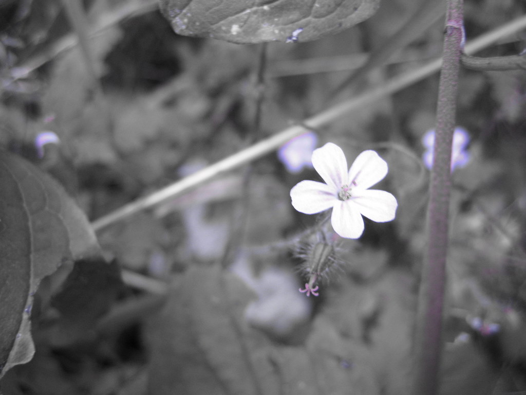 Uno su mille ce la fa...