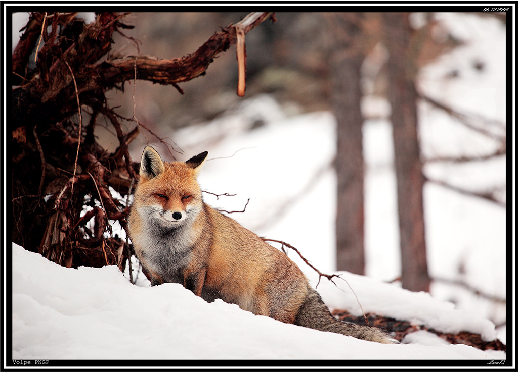 Volpe PNGP # 34