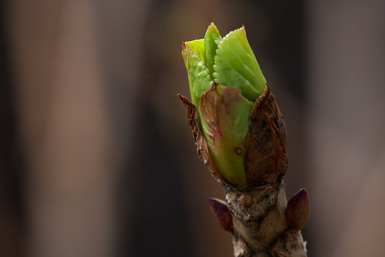 Arriva la primavera...riproviamoci