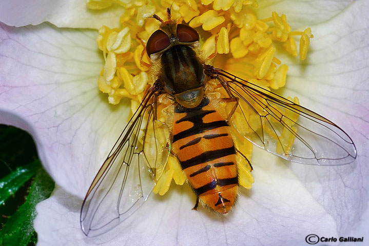 Episyrphus balteatus