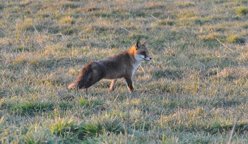 Volpe fotografata dalla macchina