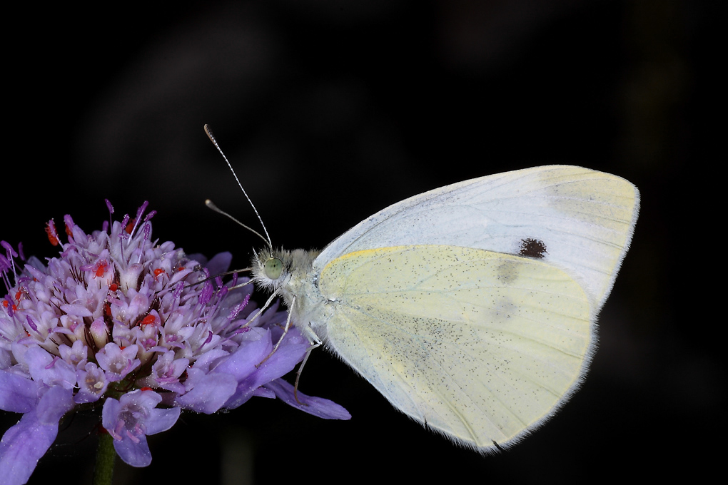 ...In Buona Compagnia...!!!