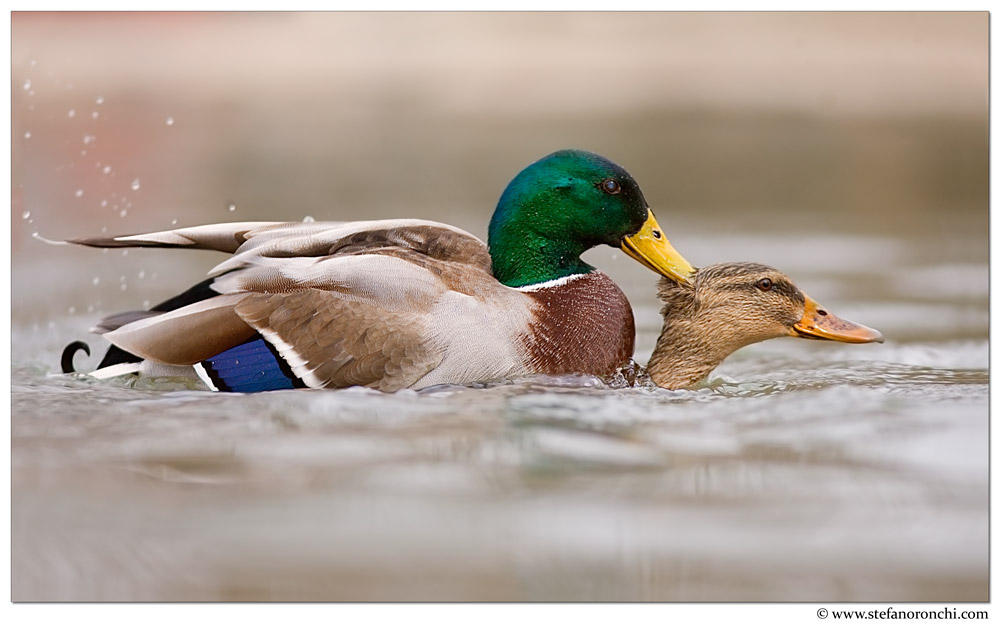 La stagione degli amori