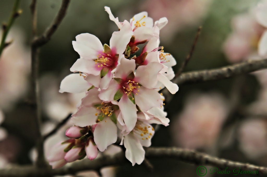 prime fioriture