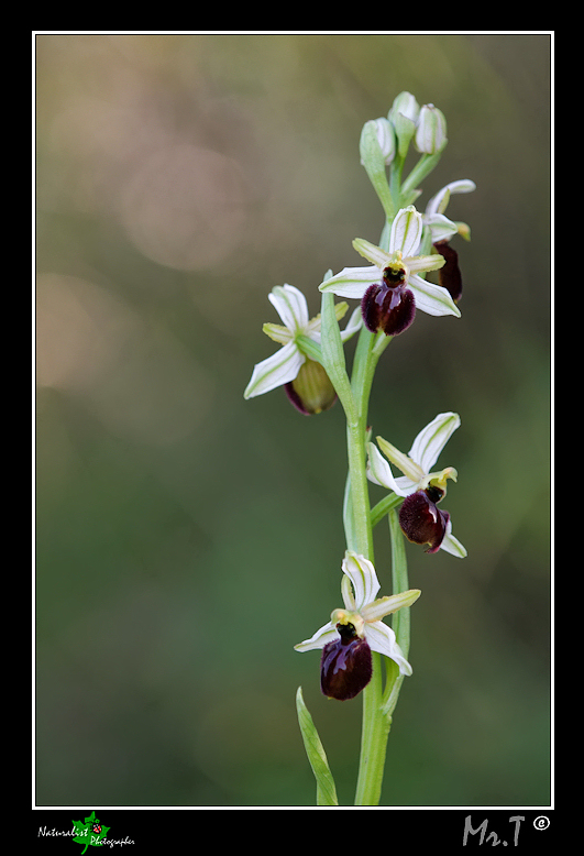 Ophrys sphegodes subsp. panormitana
