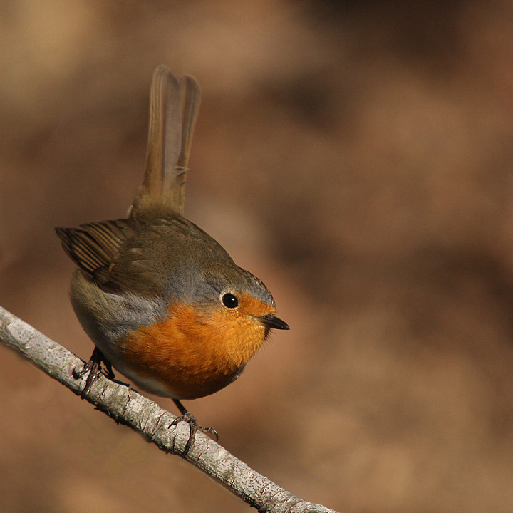 FINALMENTE UN PETTIROSSO.........