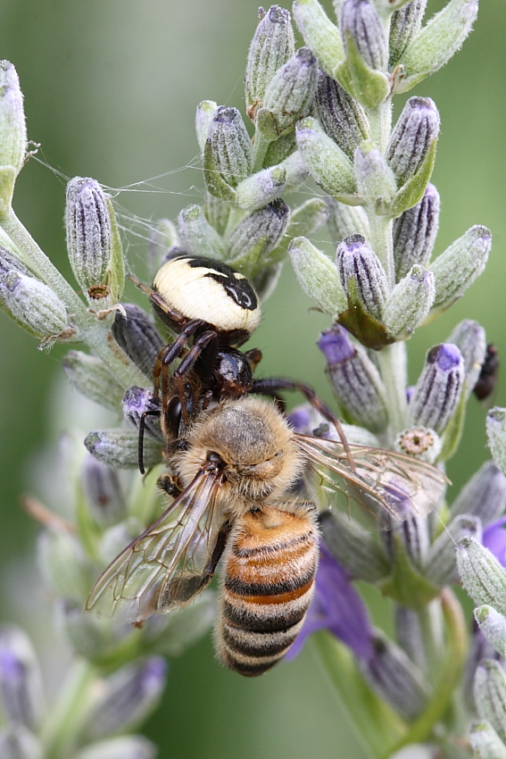 ragno e la sua preda