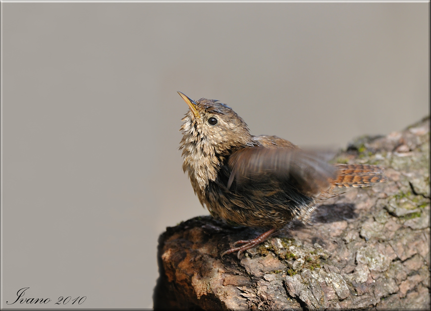 Scricciolo dopo il bagnetto