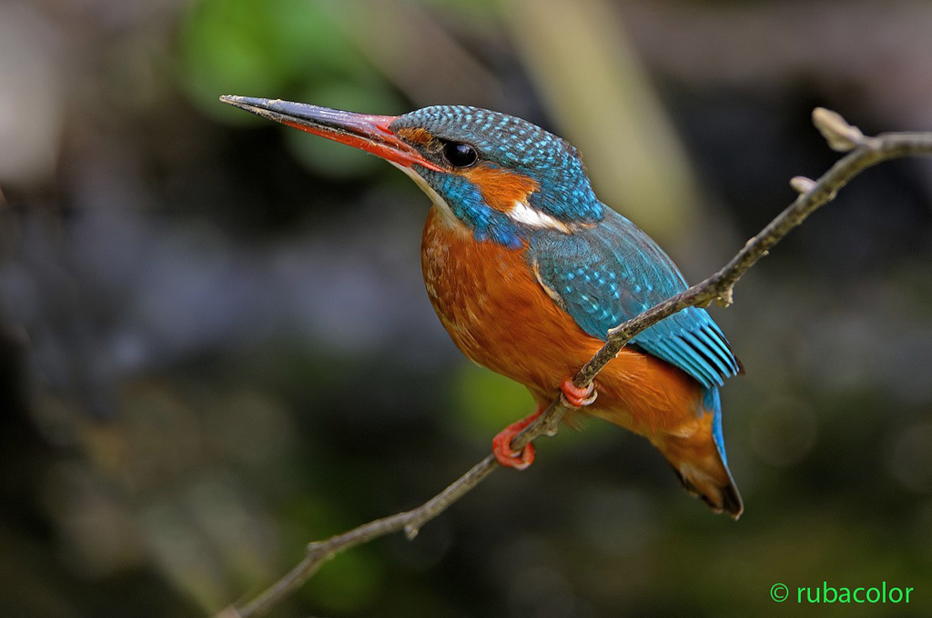 Una martina grande scavatrice