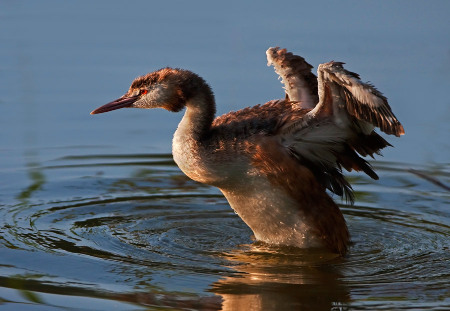 Podiceps cristatus (Svasso Maggiore)