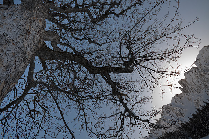 ai piedi di un albero secolare