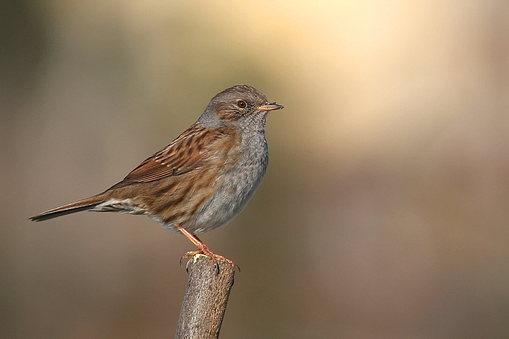 SCOPAIOLA...........