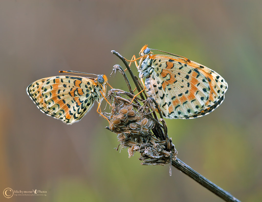 ...coppia di Militaee su sfondo pittorico..