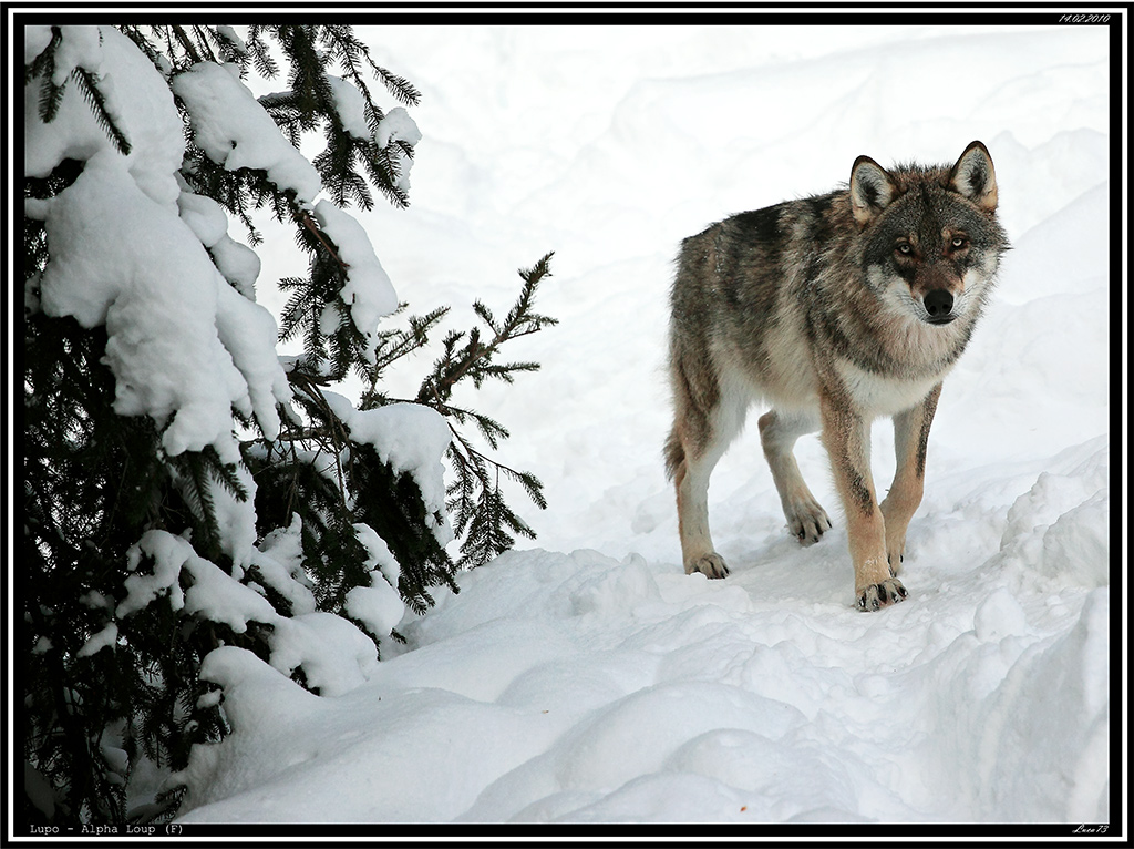 Lupo # 1