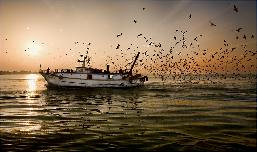 Gabbiani in festa ..