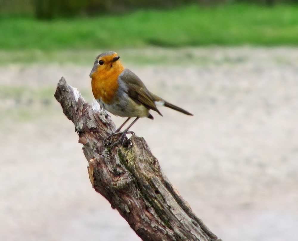 Pettirosso sul tronco