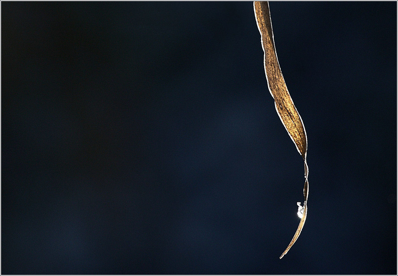L'ultimo fiocco di neve...