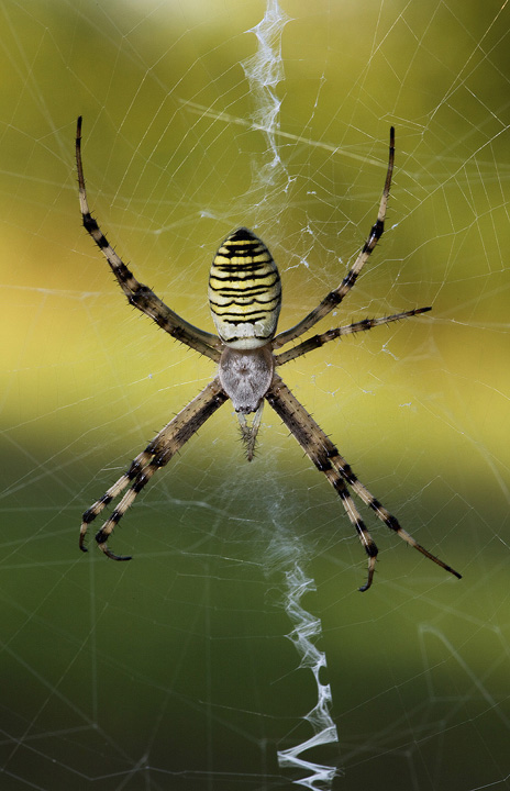 Argiope