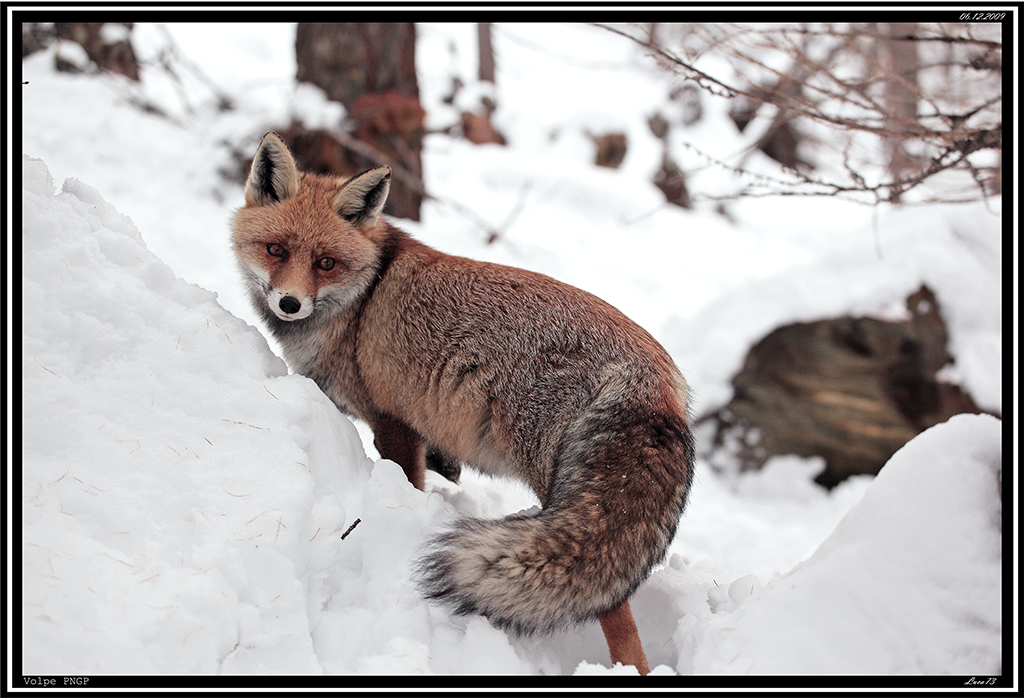 Volpe PNGP # 37