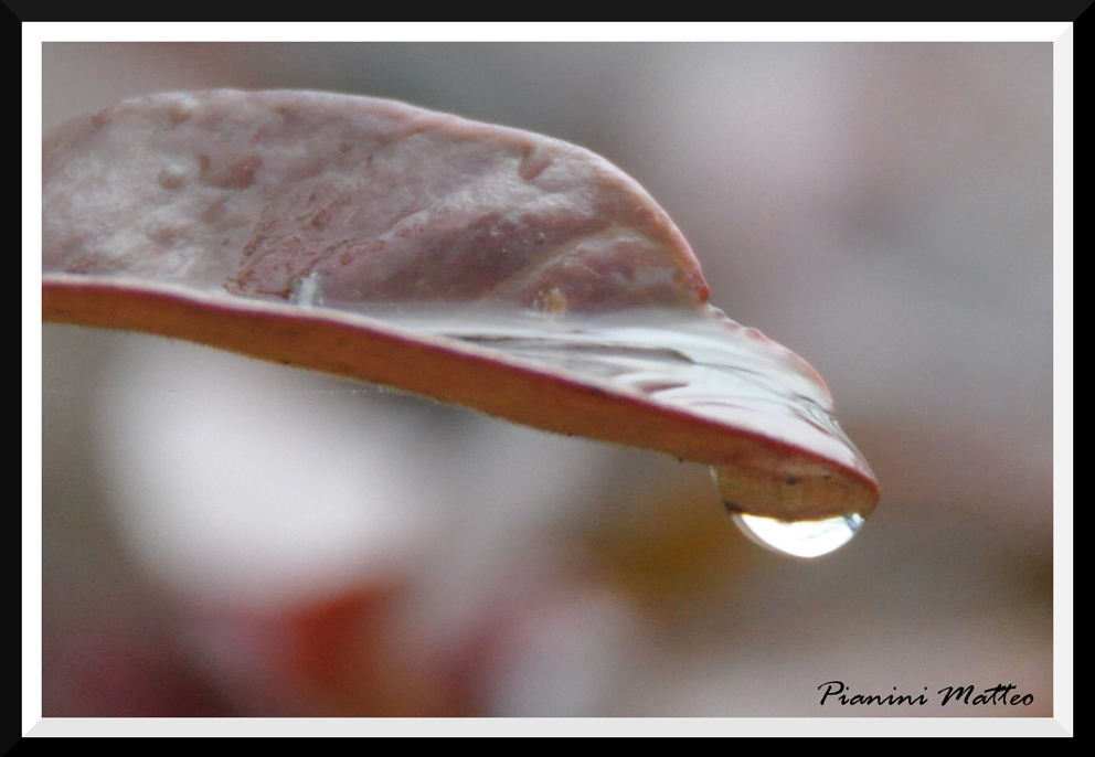 goccia sulla foglia...