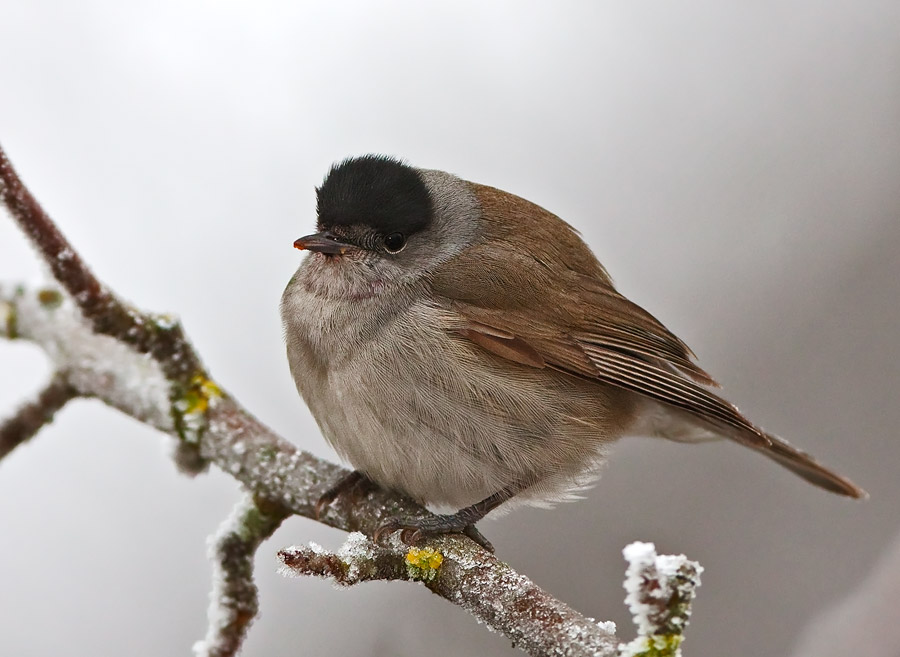 Capinera (Sylvia atricapilla)