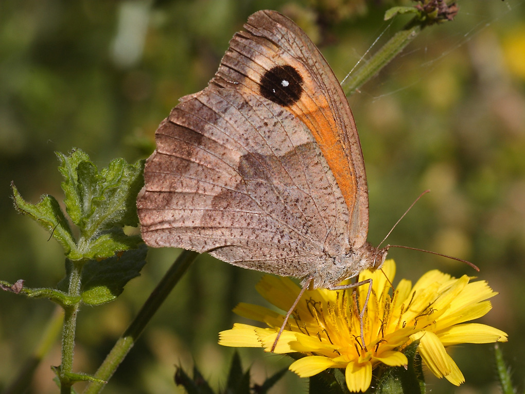 ...Con Il Giallo...!!!