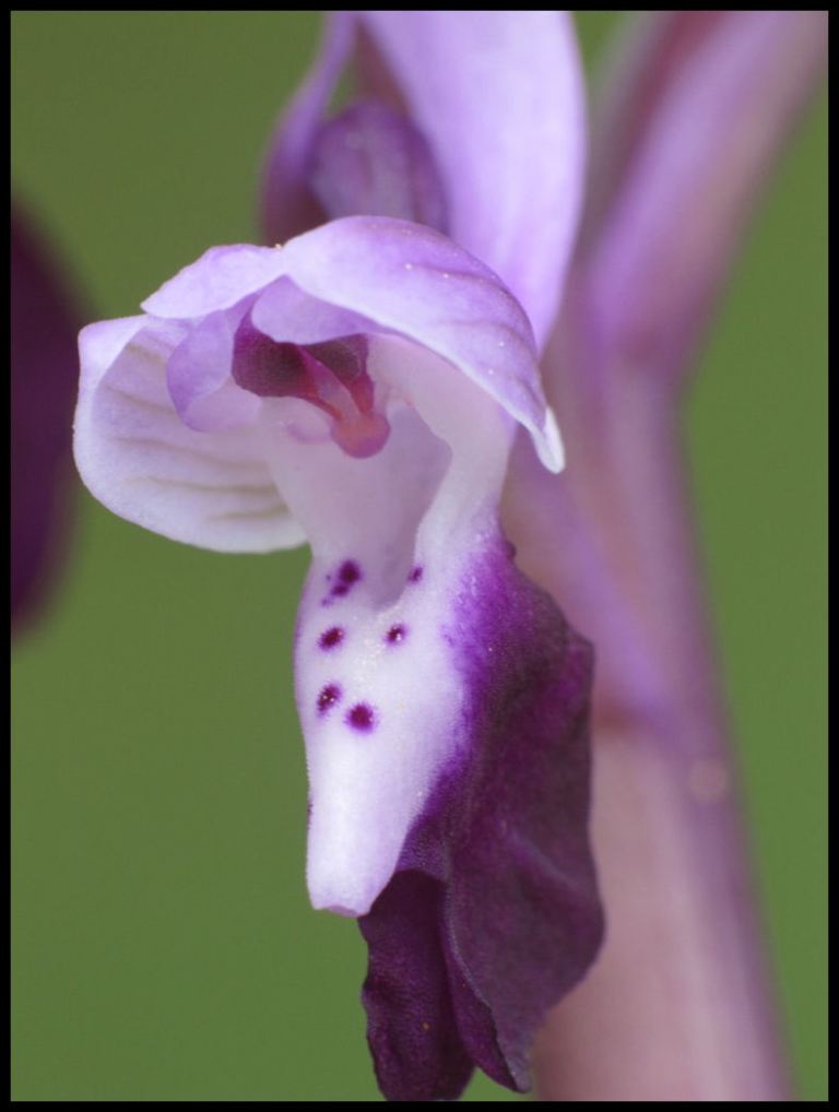la piccola parte dell'orchidea